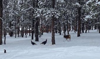 104 Six Bits St, Bailey, CO 80421