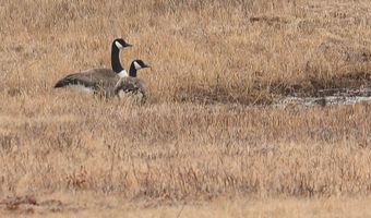 216 North Rd, Candia, NH 03034