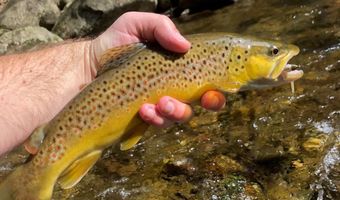 2063 PEDLAR RIVER Rd, Amherst, VA 24483