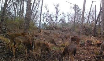 Beaufort Rd. & Warnock Rd, Alma, GA 31510