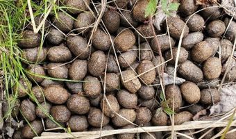 Cone Road lot # 2, Amity, ME 04471