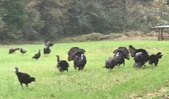 Co Rd 2337, Bay Springs, MS 39422