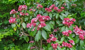 222 Upper Birch Dr, Bristol, NH 03222