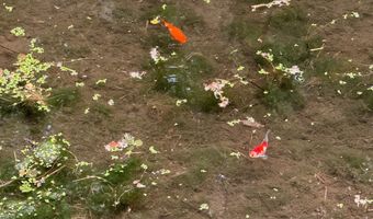 1121 E 580 Cir N, American Fork, UT 84003