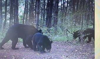 LEE HIGHWAY, Amissville, VA 20106