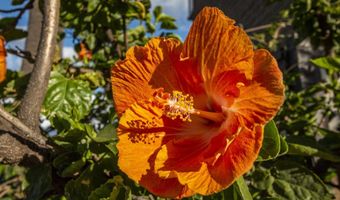 938 S Kihei Rd 301, Kihei, HI 96753