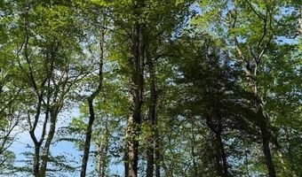 11694 UTICA Rd, Greenwood, DE 19950