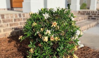 242 Leadwood St, Andrews, SC 29510