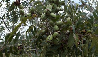 9953 Gravel Hl, Baconton, GA 31716