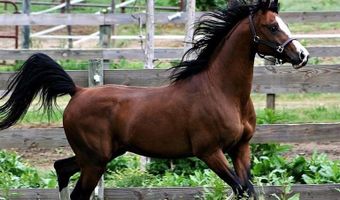 3151 Benchmark Trl, Amelia, VA 23002