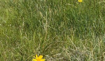 UBET Road, Buffalo, MT 59418