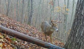 Willis Creek Rd, Albany, KY 42602