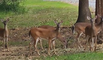 1473 Mt Olivet Rd, Batesville, MS 38606