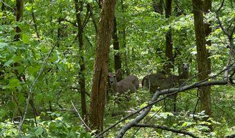10515 Paw Paw Springs Rd, Arrington, TN 37014