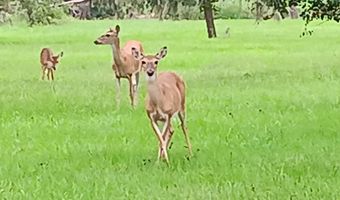 BRAHMAN TRAIL, Angleton, TX 77515