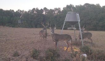 TBD County Road 40, Abbeville, AL 36310