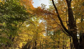 L21.1 Alder Pond Road, Andes, NY 13740