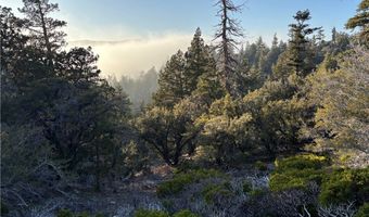 Ironwood, Angelus Oaks, CA 92305