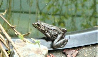 229 Pine Valley Dr, Bassett, VA 24055