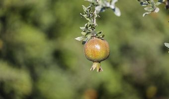 4617 Road 42, Alpaugh, CA 93201