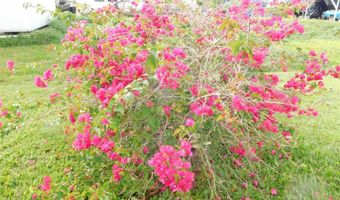 11739 SW LEMON Ave, Arcadia, FL 34269