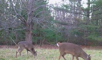 8818 French Rd, Alpena, MI 49707
