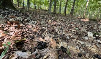 0 Military Rd, Beaverton, AL 35544