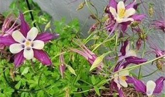 1019 Ash St, Alexandria, MN 56308