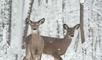 DEERFOOT AND PINETREE Road, Albrightsville, PA 18210