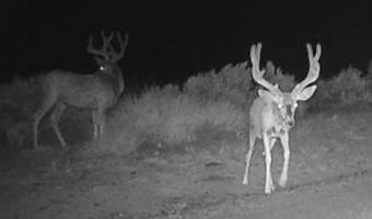 777 County Road 977, Arboles, CO 81147