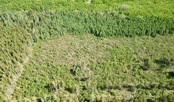 CR 557 40 Road, Arnold, MI 49819
