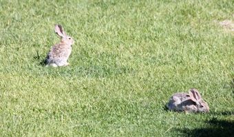 159 Eagle Nest Cir, Cold Creek, NV 89124