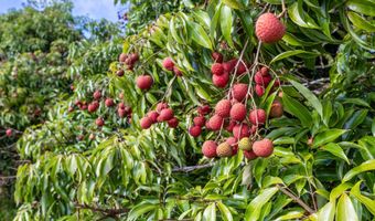 29-613 CHIN CHUCK Rd, Hakalau, HI 96710