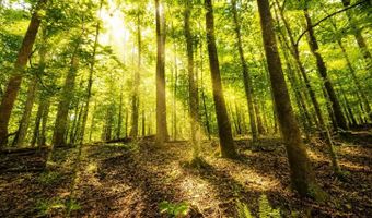 58 Acres Naples Ln, Arab, AL 35016