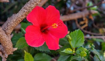 34 Wailana Pl 201, Kihei, HI 96753