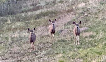 892 Stratton Park Rd, Bellvue, CO 80512
