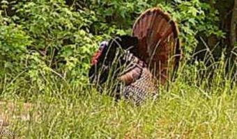 Co Rd 2337, Bay Springs, MS 39422