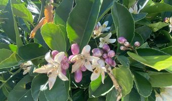 98042 W BENHAM Ln 15, Brookings, OR 97415