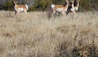 345 CR N3540, Concho, AZ 85924