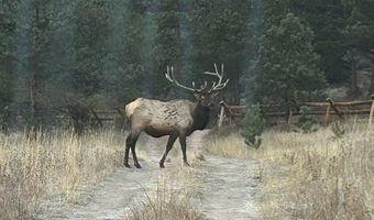 TBD County Road 59, Allenspark, CO 80510