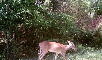 259 Forest Lake Rd, Beaumont, MS 39423