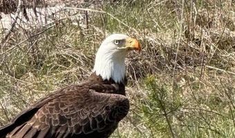 N15043 BOLANDER LANDING RD, Amberg, WI 54102