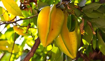 6565- C KOOLAU Rd, Anahola, HI 96746