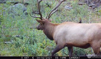 Old Flowers Rd, Bellvue, CO 80512