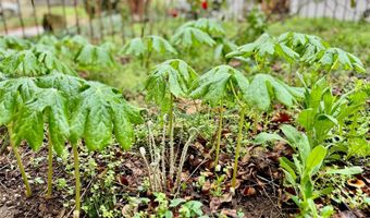 297 Hillside St, Asheville, NC 28801