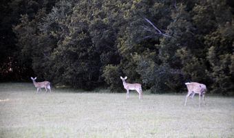 68 Deer Track Ln Lot 68, Edisto Island, SC 29438