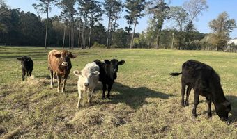 12080 Conecuh Cove Rd, Andalusia, AL 36421
