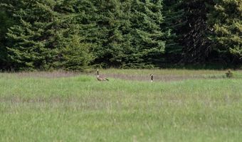 22585 Fatty Creek Rd, Bigfork, MT 59911