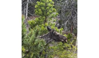 1217 Wedgwood Rd, Black Hawk, CO 80422