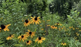 TBD Paint Fork Rd, Barnardsville, NC 28709